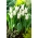 Tulipe 'Tres Chic' - grand paquet - 50 pcs