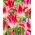 Tulip Whispering Dream - confezione grande! - 50 pz
