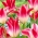 Tulip Whispering Dream - paket besar! - 50 buah - 