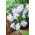 Balkan anemone - Blue Splendor - 8 pcs; Bunga angin Grecian, bunga angin musim sejuk - 