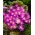 Balkananemone - Violet Star - 8 stk.; Græsk vindblomst, vinterblomst