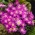 Anemone des Balkans - etoile violette - 8 pieces; Windflower grecque, windflower d'hiver