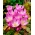 Autumn crocus 'Dick Trotter'; meadow saffron, naked lady