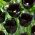 Tulip Fringed Black - ทิวลิปที่ดำที่สุดในบรรดาพวกมันทั้งหมด! - 5 ชิ้น - 