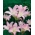 Amaryllis belladonna، Jersey lily - بسته بزرگ! - 10 عدد لیلا-زنبق-زنانه-زنبق-برهنه-زنبق-مارس - 