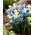 Siberische squill - blauw-witte set - 100 st - 