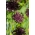 Cipolla viola ornamentale - confezione grande! - 50 pz - 