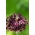Oignon violet ornemental - grand paquet! - 50 pieces