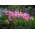 Amaryllis belladonna, Jersey liliom - nagy csomag! - 10 db.; belladonna-liliom, meztelen hölgy-liliom, márciusi liliom