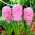 ماركوني صفير - 2 قطعة - Hyacinthus