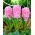 ماركوني صفير - 2 قطعة - Hyacinthus