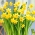 Narcis - Tete-a-Tete - pakket van 5 stuks - Narcissus