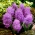 Muscari Plumosum - انگور Hyacinth Plumosum - 5 لامپ