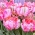 Tulpes Elsenburg - 5 gab. Iepakojums - Tulipa Elsenburg