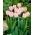 Tulipa Douglas Baader - paquete de 5 piezas