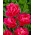 May Wonder tulip - 5 pcs. - Tulipa May Wonder