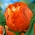 チューリップオレンジ好き - チューリップオレンジ好き -  5球根 - Tulipa Orange Favourite