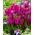 Tulipa Purple Bouquet - Tulip Purple Bouquet - 5 bulbs