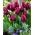 Тюльпан Recreado - пакет из 5 штук - Tulipa Recreado