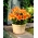 Liljesläktet - Orange Pixie - Lilium
