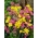 Low growing ornamental garlic set - yellow and pink set - yellow garlic and pink lily leek - 200 pcs