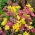 Lågväxande prydnads vitlökuppsättning - gul och rosa uppsättning - gul vitlök och rosa lilj purjolök - 200 st