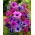 Purple and pink windflower set - 80 pcs; anemone