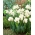 Sada žiaroviek "Thalia" narcis a tulipán "Weisse Berliner" - 50 ks - 