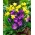 Sárga nárcisz és lila krókusz - alacsony növekedésű fajták kiválasztása - 75 db.