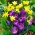 Sárga nárcisz és lila krókusz - alacsony növekedésű fajták kiválasztása - 75 db.