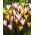 Clusiana Tulips - مجموعة من 2 أصناف نباتية مزهرة - 50 حبة - 