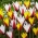 Clusiana Tulips  - set of 2 flowering plant varieties - 50 pcs