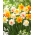 Daffodil, narcissus - double flowers - colour variety mix - 50 pcs
