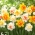 Daffodil, narcissus - double flowers - colour variety mix - 50 pcs