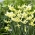 Daffodil, Narcissus Exotic Mystery - 5 pcs - 
