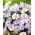 Balkananemon - uppsättning av två vita och blåblommiga sorter - 80 st; Grecian vindblomma, vinterblomma - 