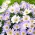 Balkánská sasanka - sada 2 odrůd bílých a modrých květů - 80 ks; Řecký květ, zimní květ - 