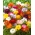 Smørblomst og fresia - en rekke fargerike blomstrende planter - 100 stk - 
