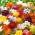 Buttercup og freesia - en række farverige blomstrende planter - 100 stk - 