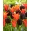 Oranžna in škrlatno-vijolična garnitura 2 sort tulipanov - 50 kosov