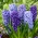 Blue mix - une selection de 3 varietes de jacinthes bleues - 27 pcs