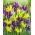 Komplet rumene vijolične nizozemske iris - 100 kosov