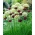 Sett med - svart hvitløk og dekorativ lilla løk - 38 stk; bredbladet purre, løvløk og lilla løk