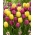 Conjunto de tulipas roxas e amarelas - 50 unidades - 