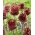 Allium אדום מוהיקני - נורה / פקעת / שורש - Allium Red Mohican