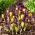 Yellow crocus and purple iris set - 100 pcs