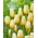 Gasa Tulip Limón - 5 piezas