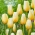 Tulip Lemon Chiffon - 5 pezzi