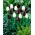 Conjunto púrpura carmesim e branco de 2 variedades de tulipa - 50 unidades