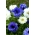 כלנית עם פרחים כפולים - סט של 2 זנים פרחים לבנים וכחולים - 80 יח &#39; - 